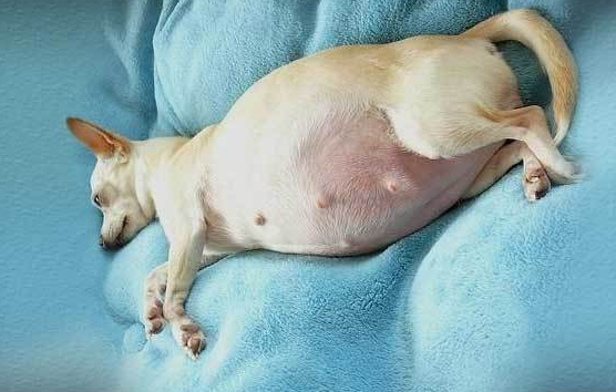 狗狗怀孕15天的图片图片